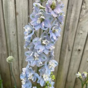 Meet your Posher, Duy